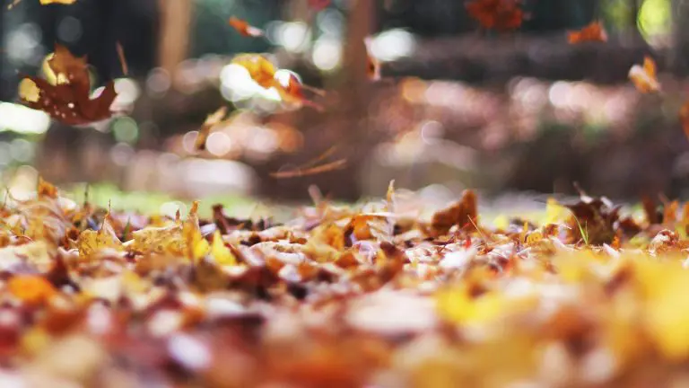 Autumn Bargains 2025